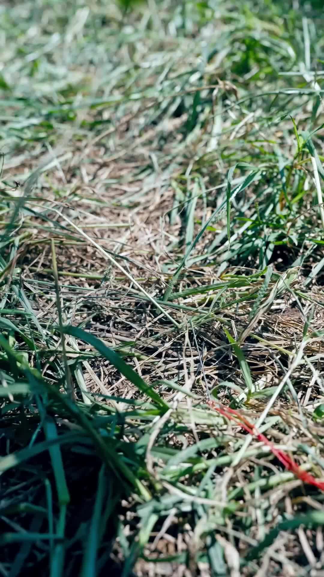 최강 표사(더빙) 제5회