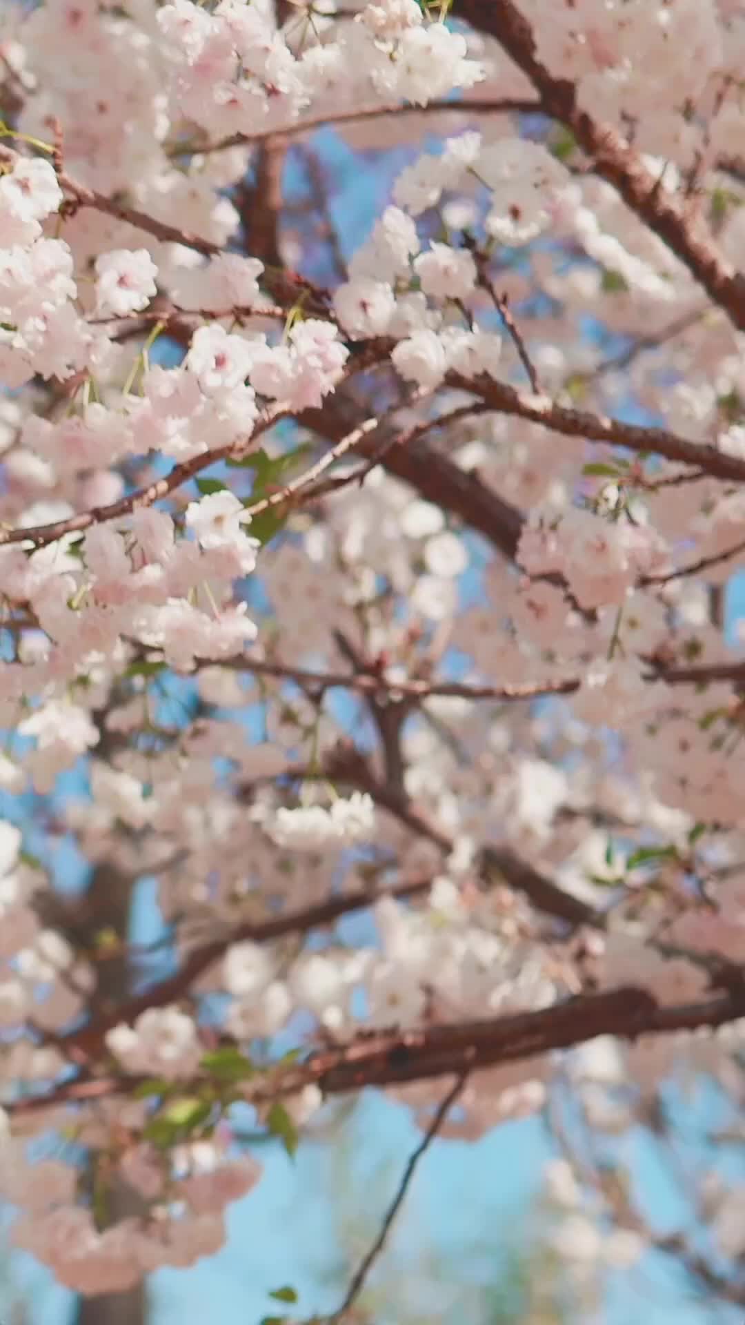 Istri yang Dimanjakan - Episode 57 - Episode 57