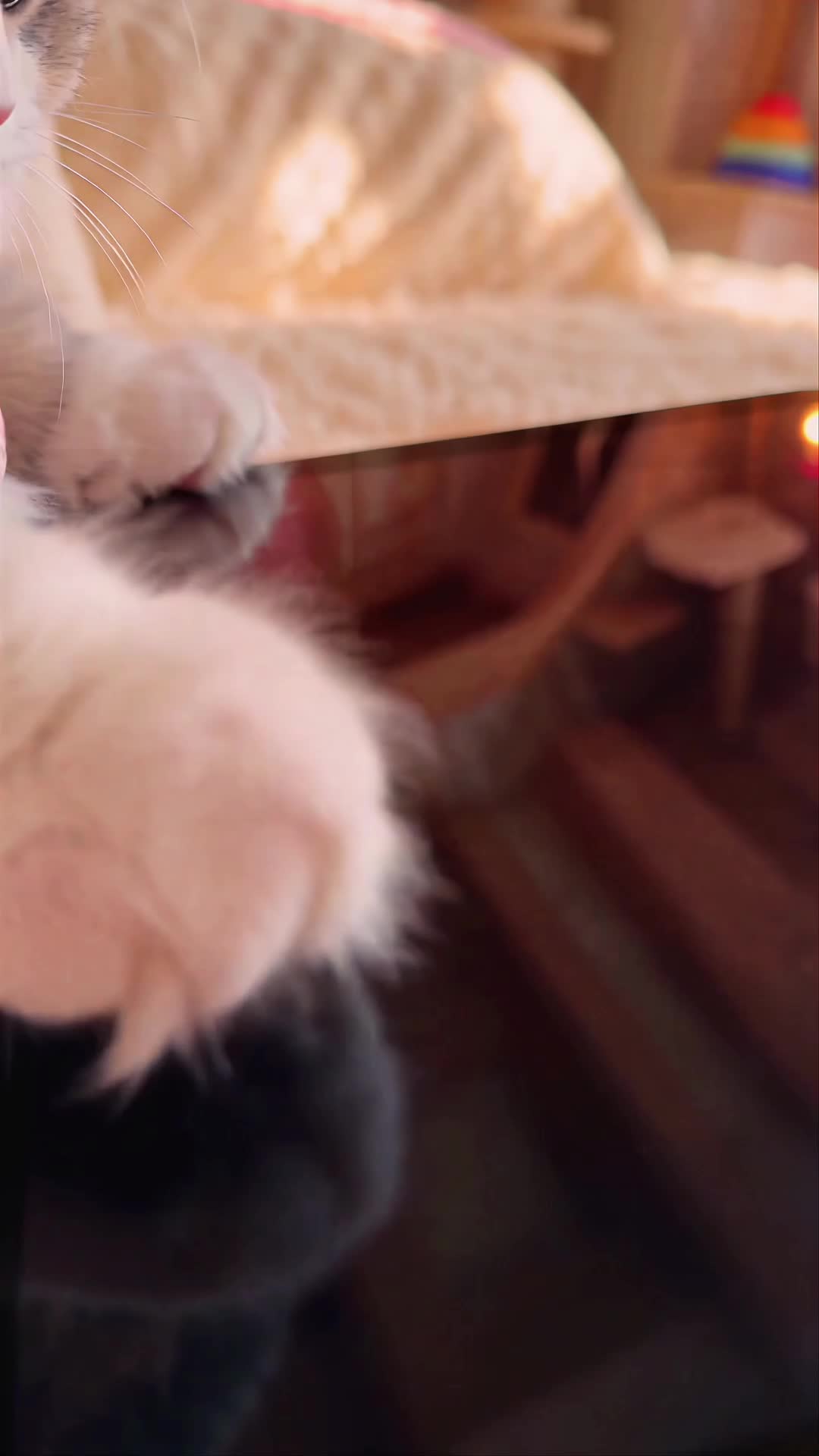A Purr-fect Love Episode 1