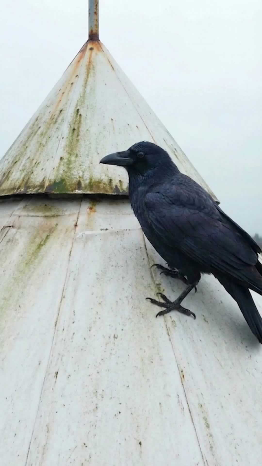 我在現代有個恐龍樂園 第1集