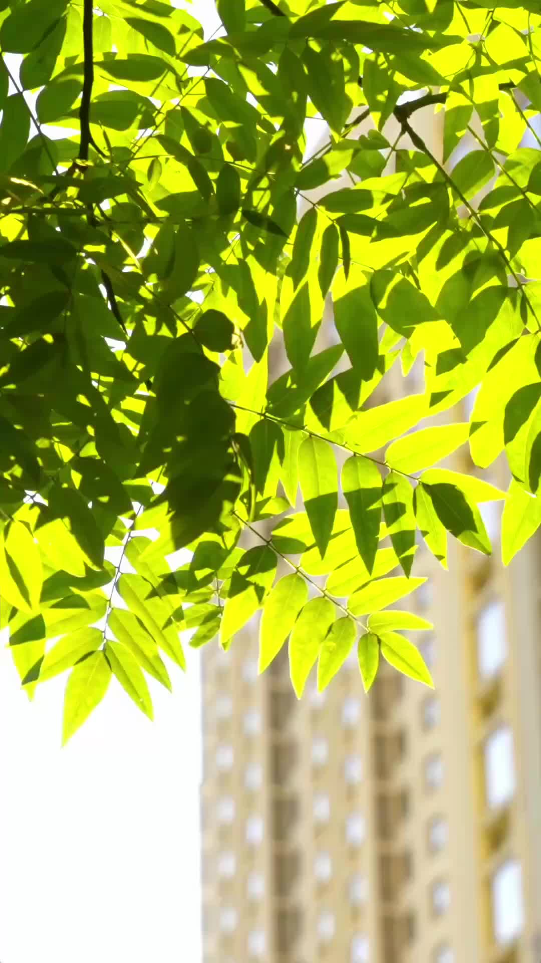 Cinta dan Pengorbanan - Episode 31 - Episode 31