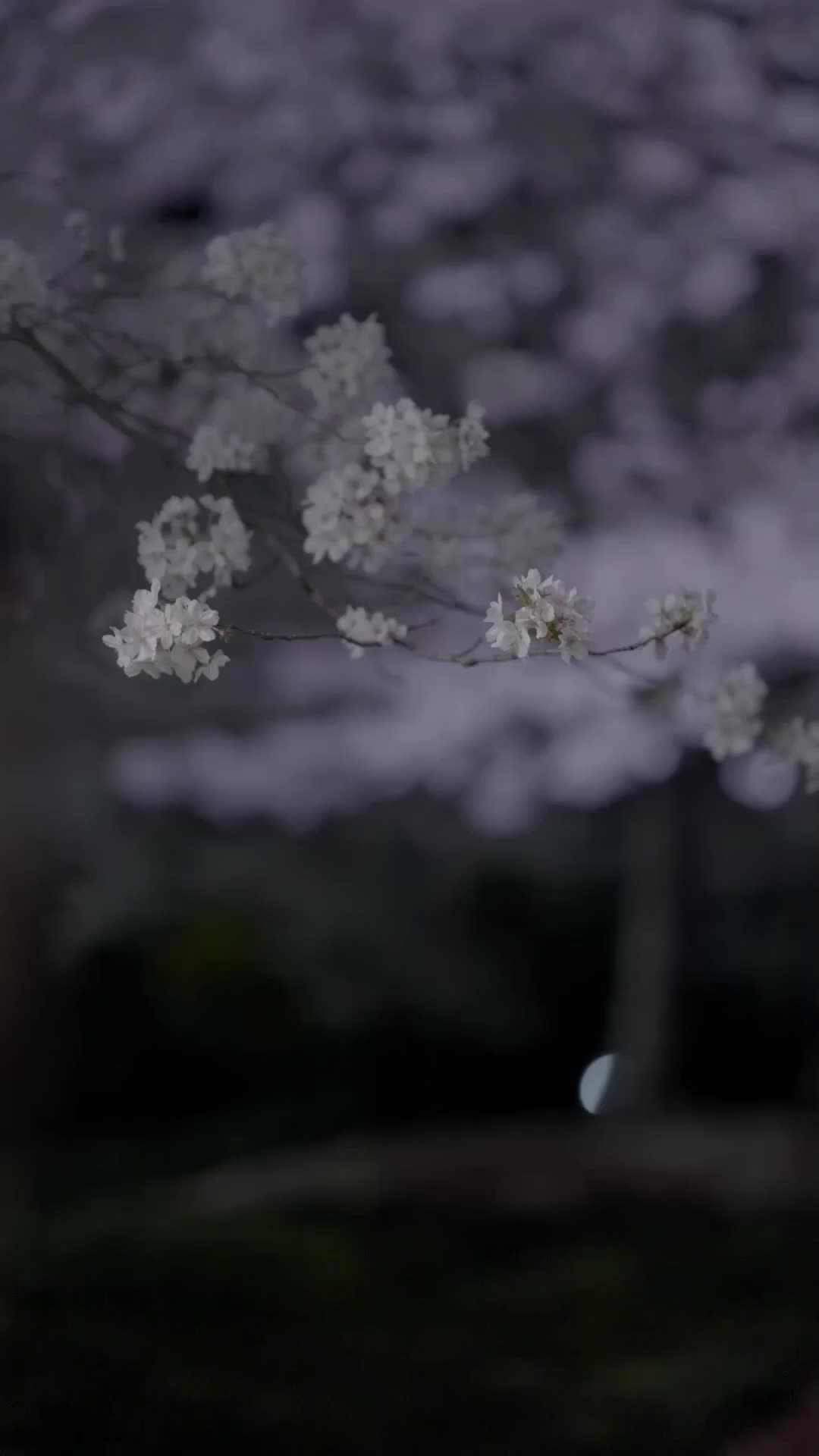 Trap of Desire: Where Love Takes Its Vow Episode 1