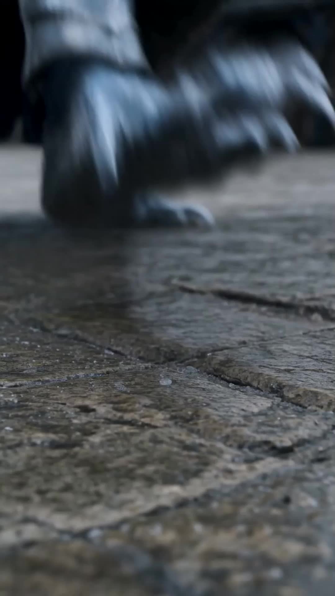 Abandoned Dragon， Ascendant Queen Episode 2