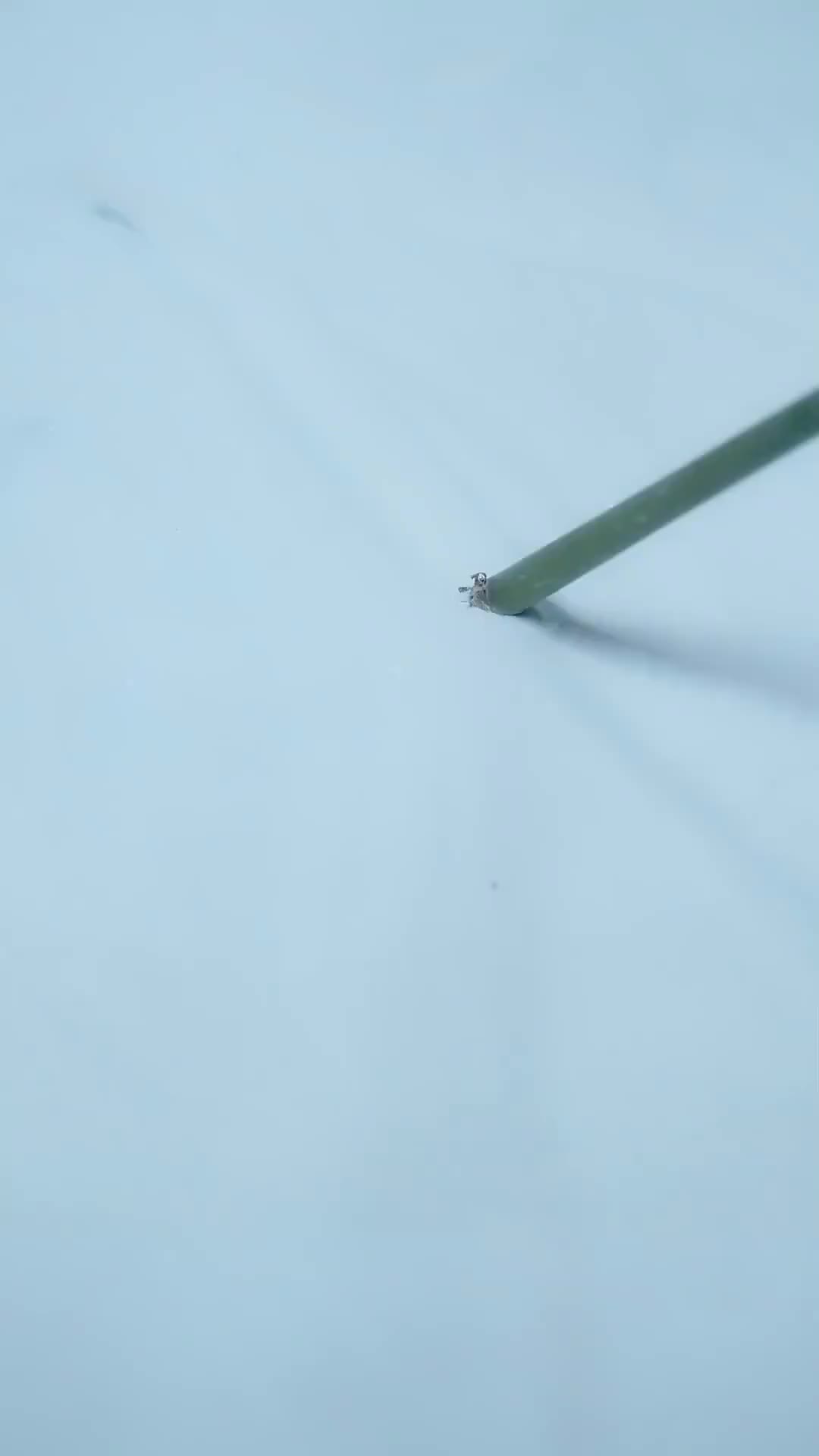 庶女攻略 第11集