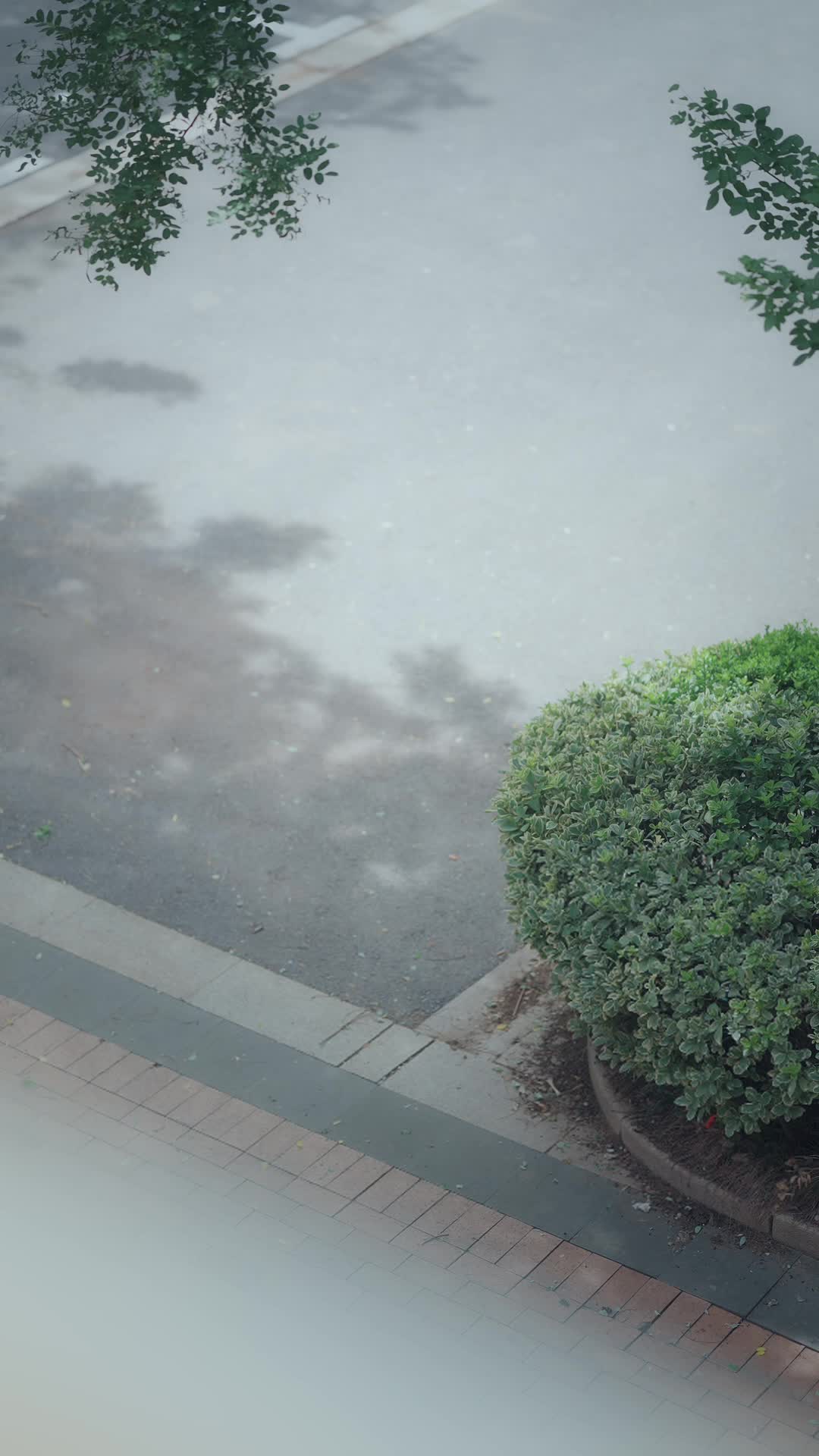 玫瑰灼情 第9集