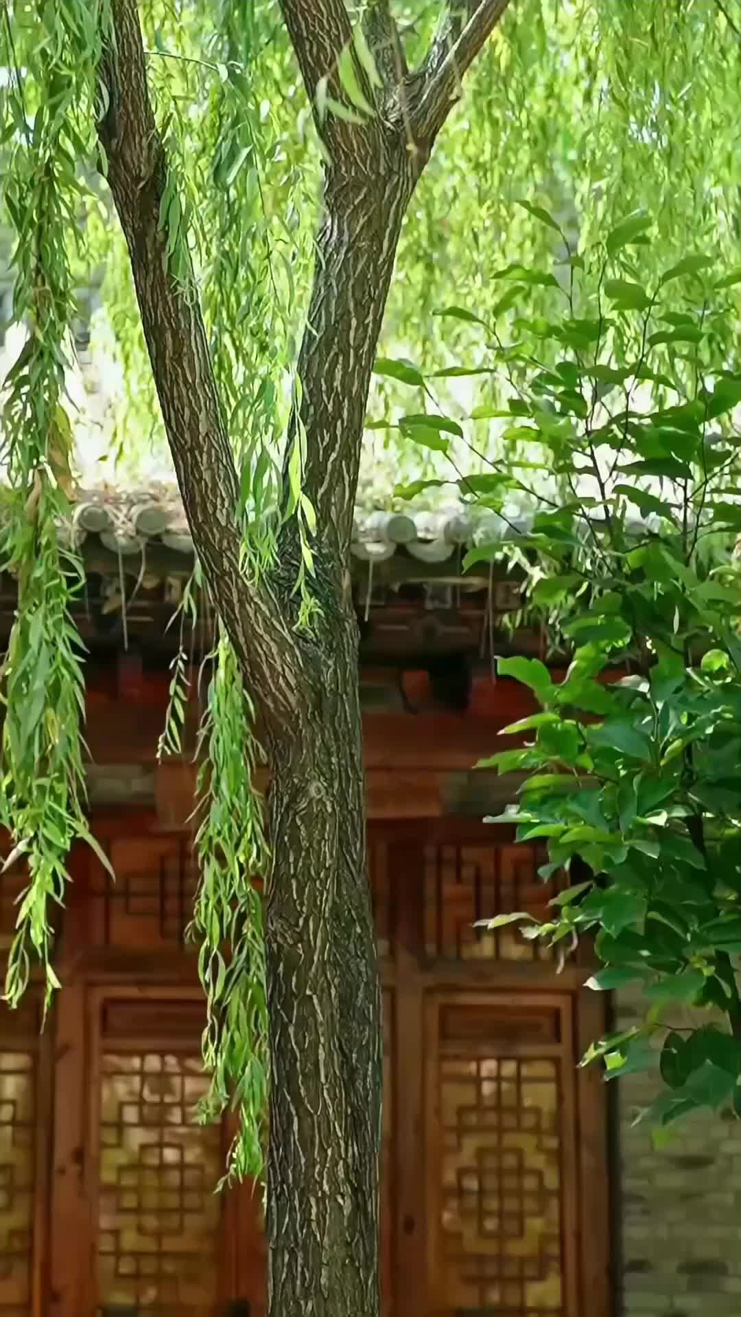 천재 셰프 네 살 반 제1회
