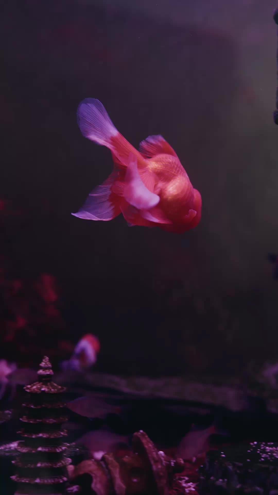 Ep 3