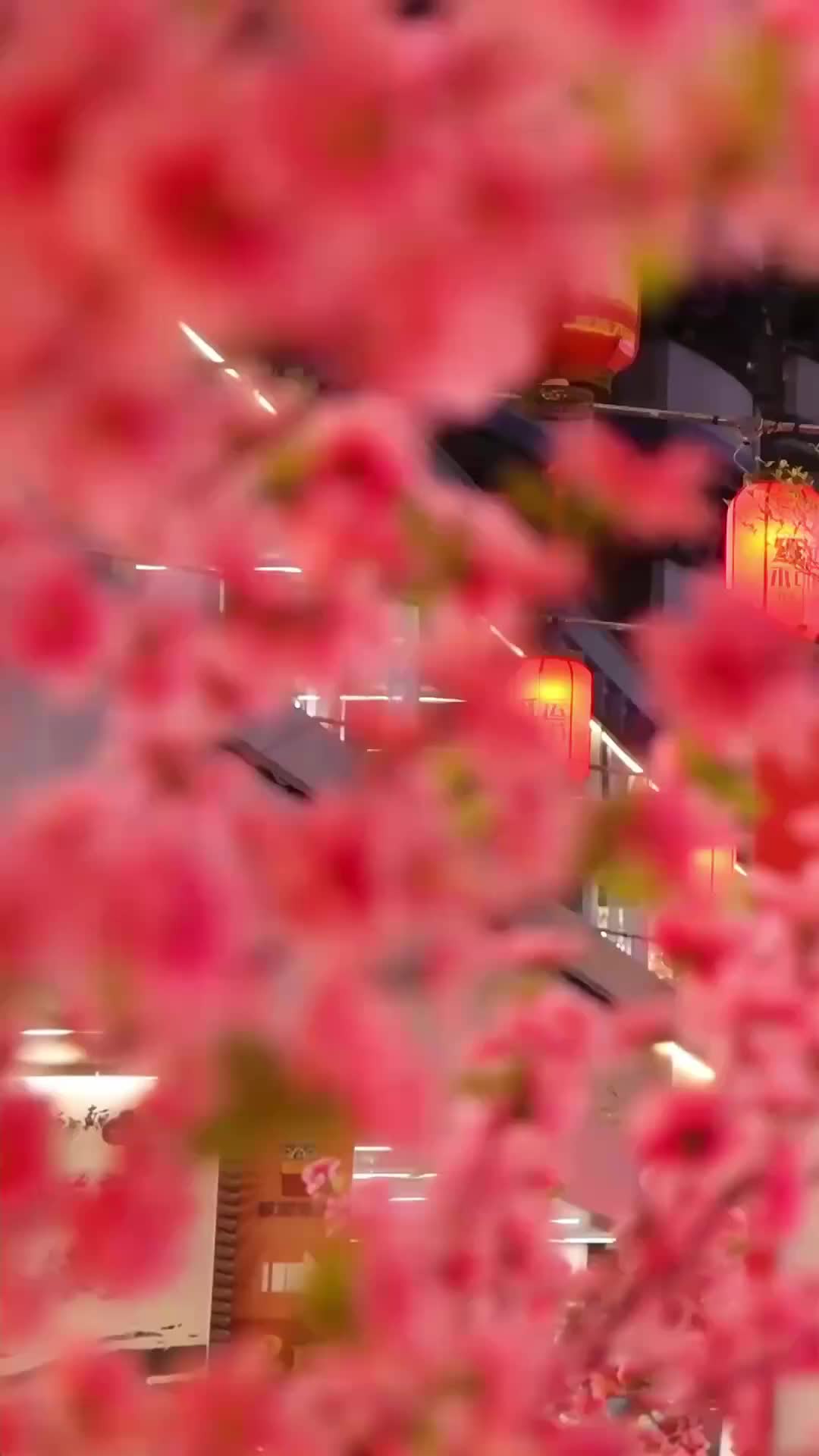 金寶回村,全村都熱鬧了 第1集