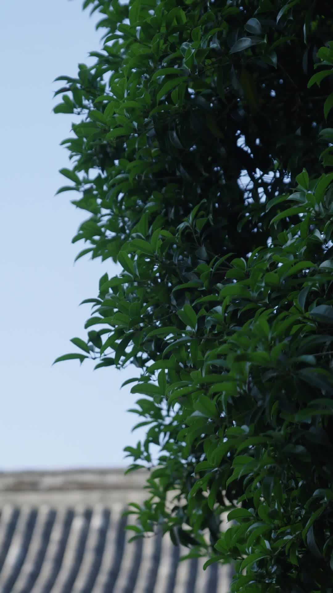 弃我安危 第4集