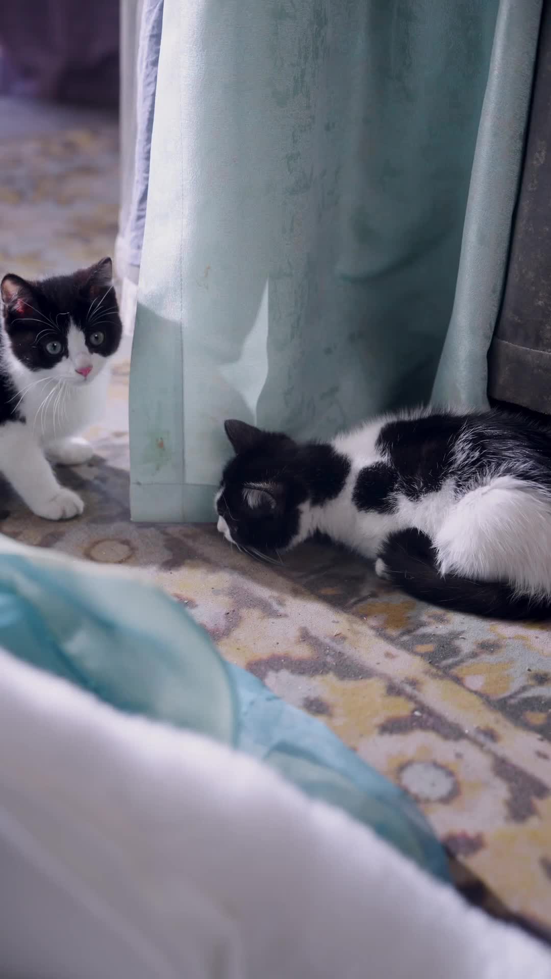 Sang Permaisuri dan Anak Kucingnya Episode 8