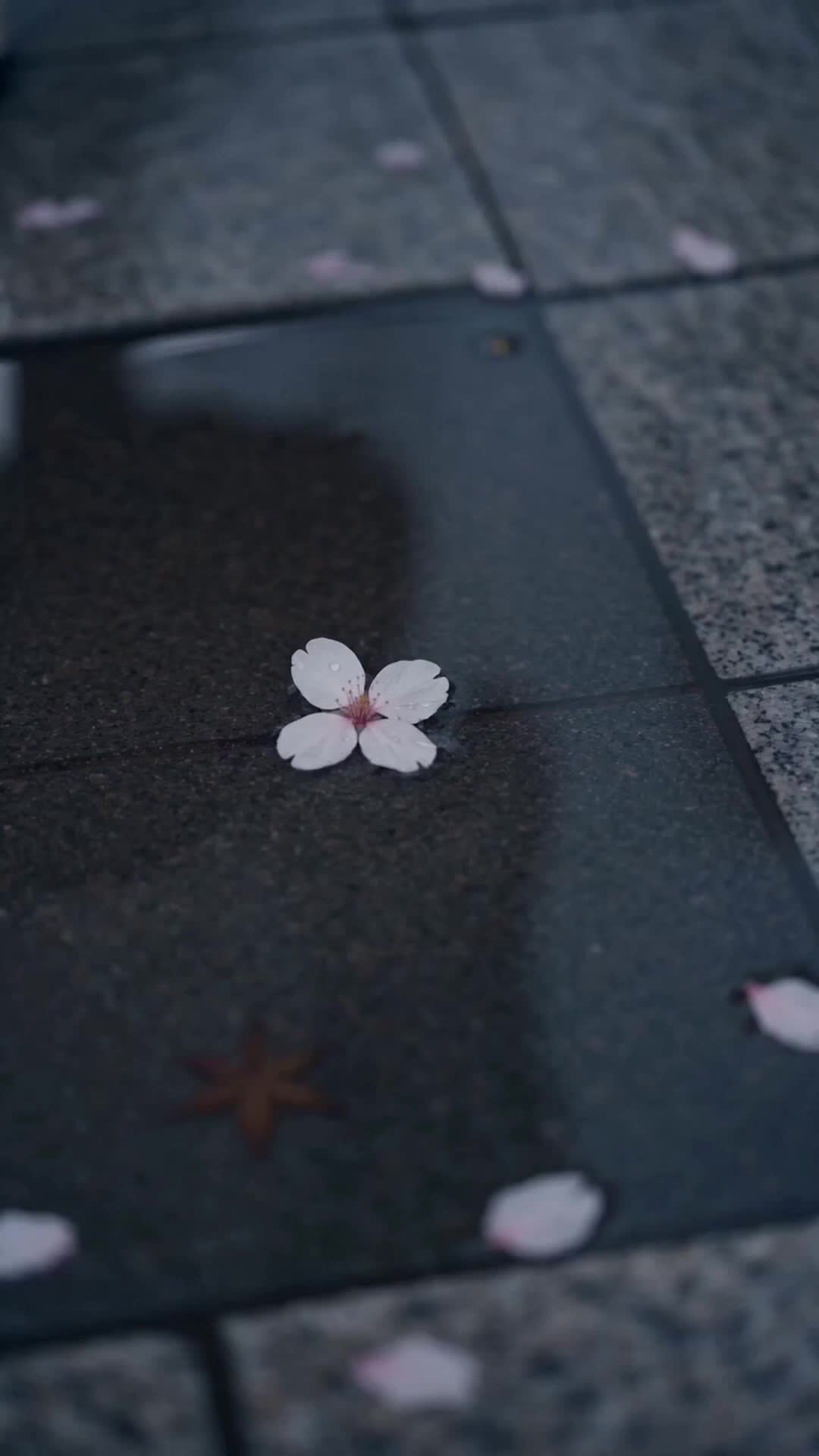 長念似星河 第1集