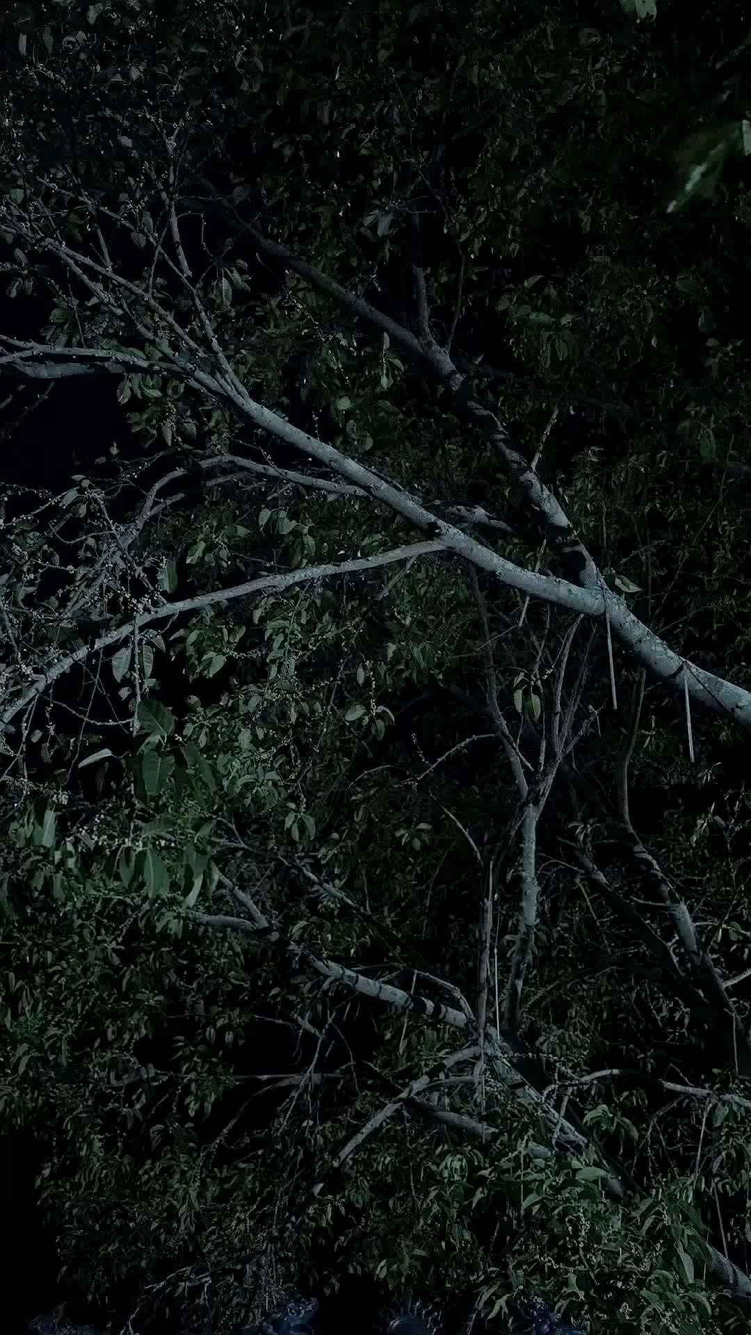 Cœur de Guerrier Épisode1