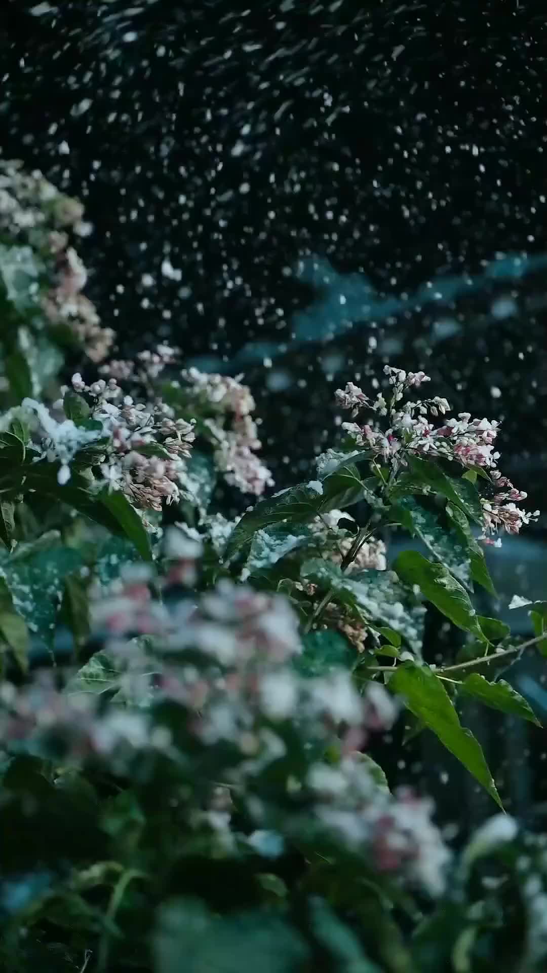 Kultivator Tak Tertandingi - Episode 1 - Episode 1