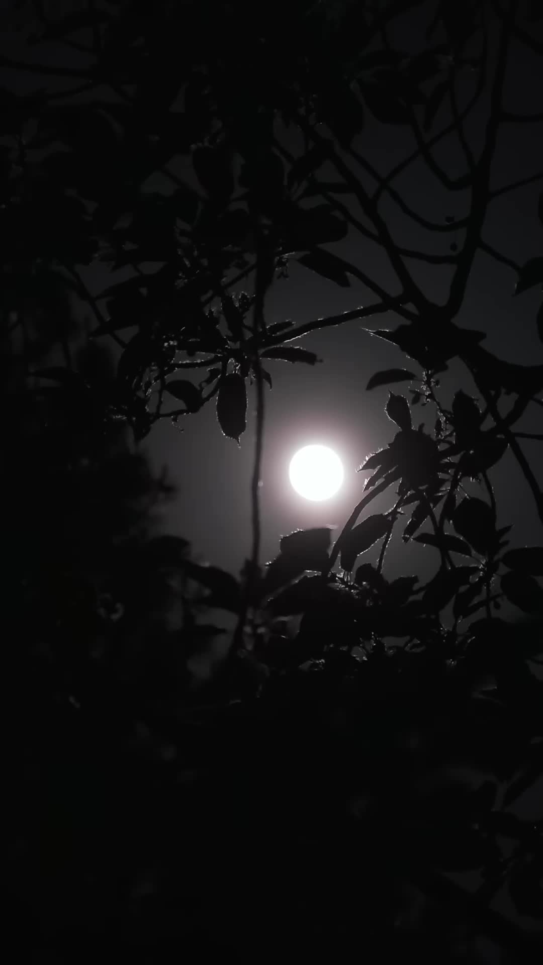 기안과 위험한 질주 제11회