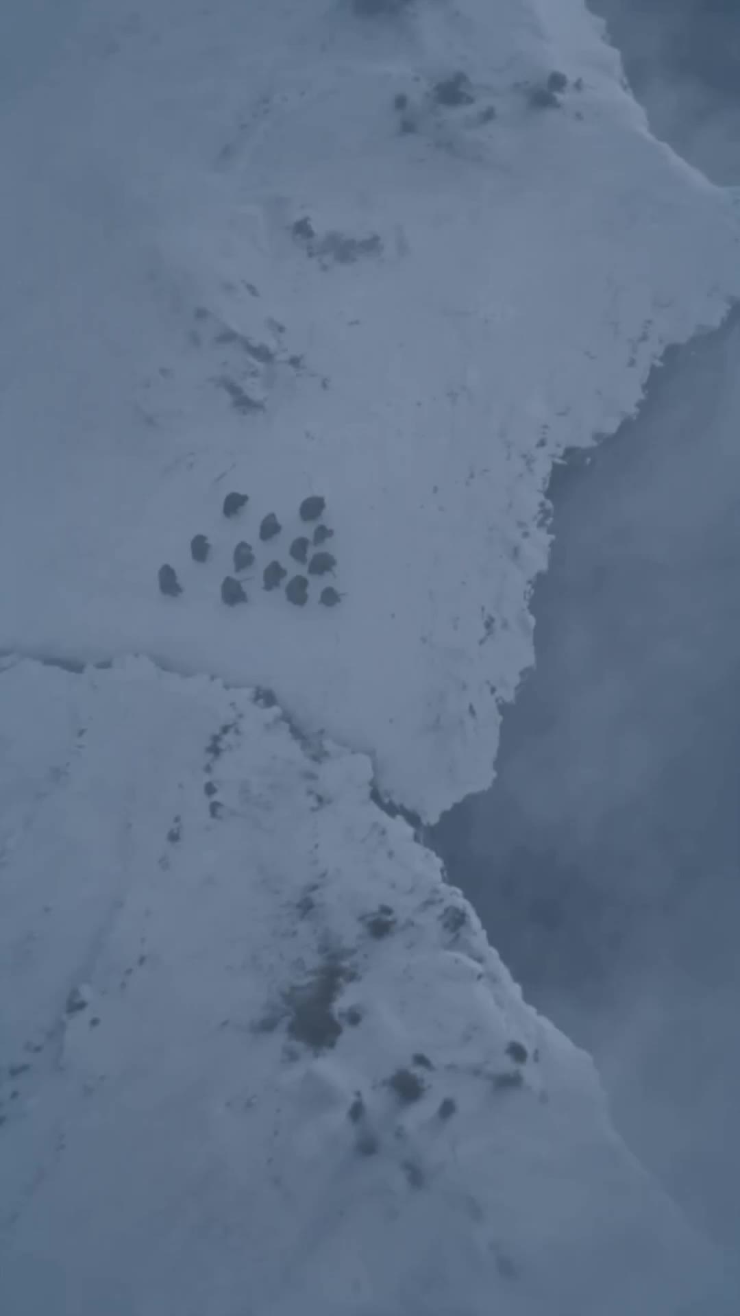 The Blackened Saintess and Her War Dog Episode 6