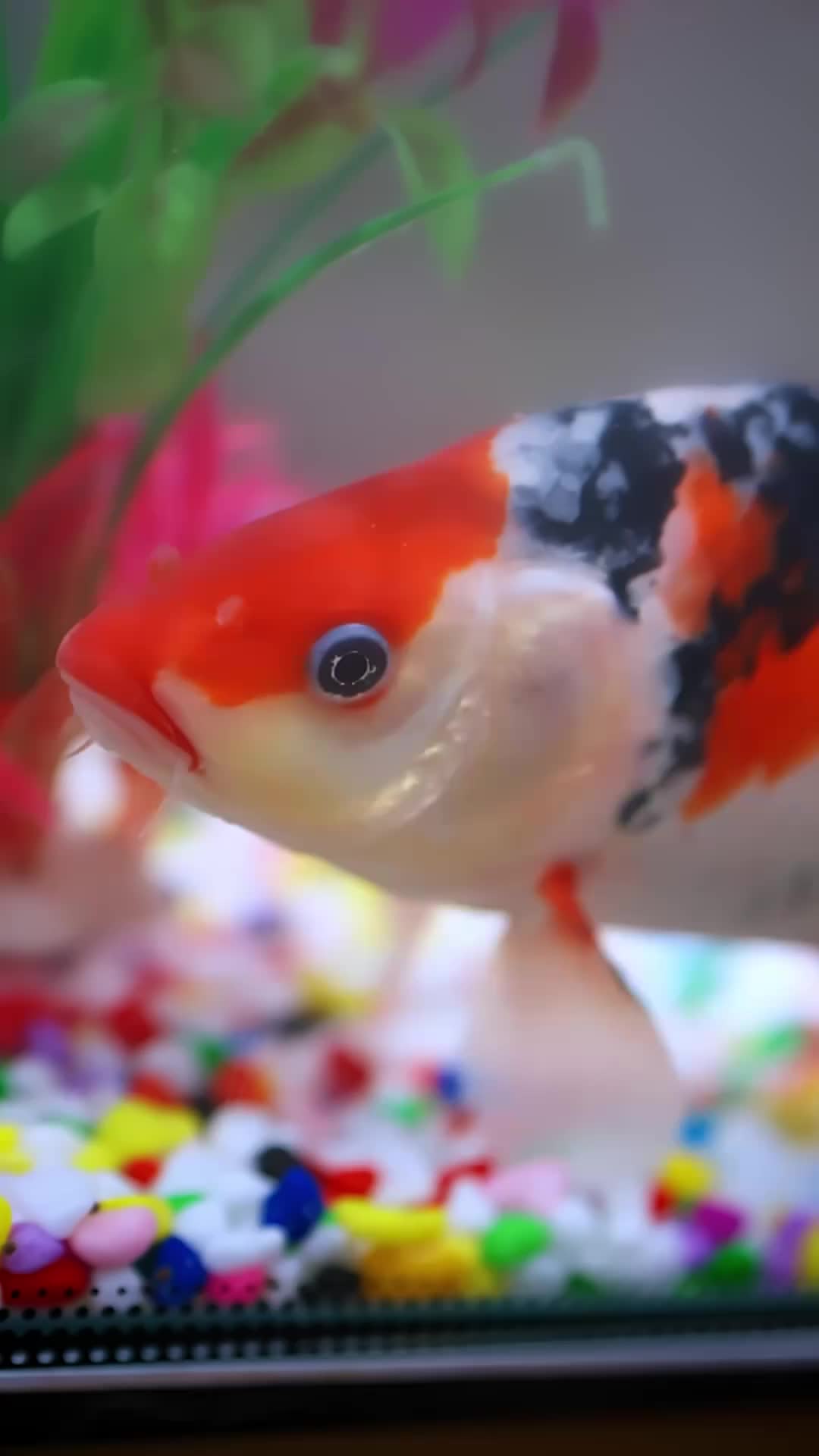 明月来相照 第6集
