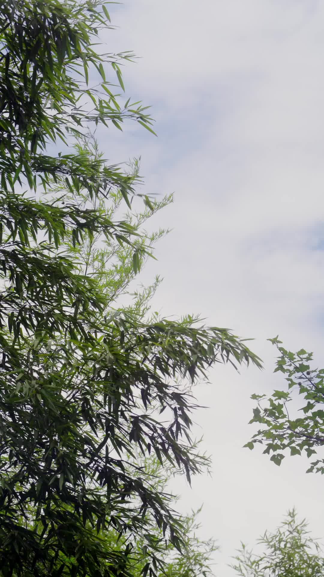 权臣的软肋 第2集