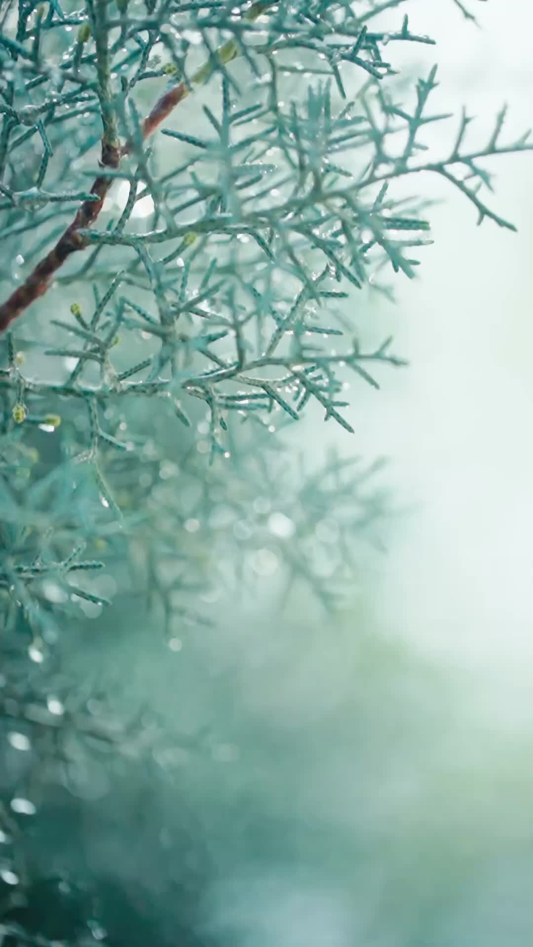 Sesal yang Datang Terlambat - Episode 1 - Episode 1