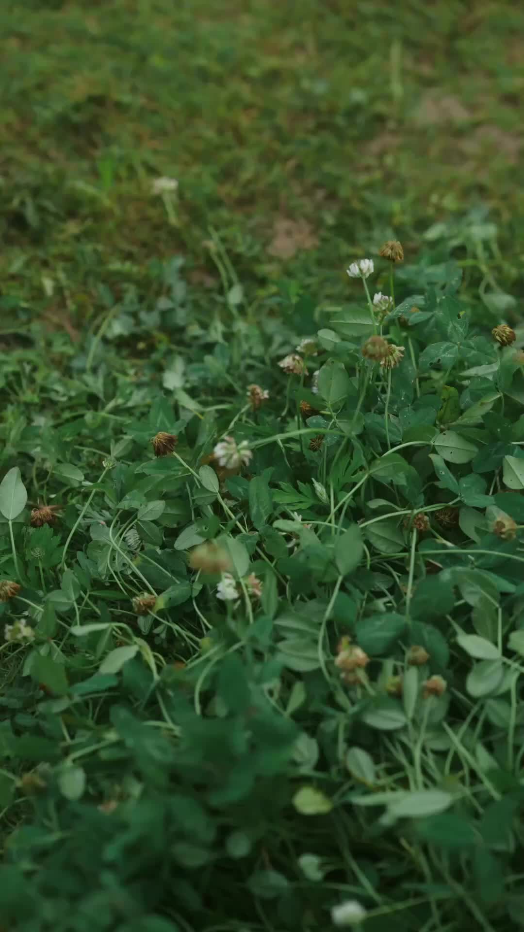 Pertemuan Indah Setelah Badai - Episode 66 - Episode 66