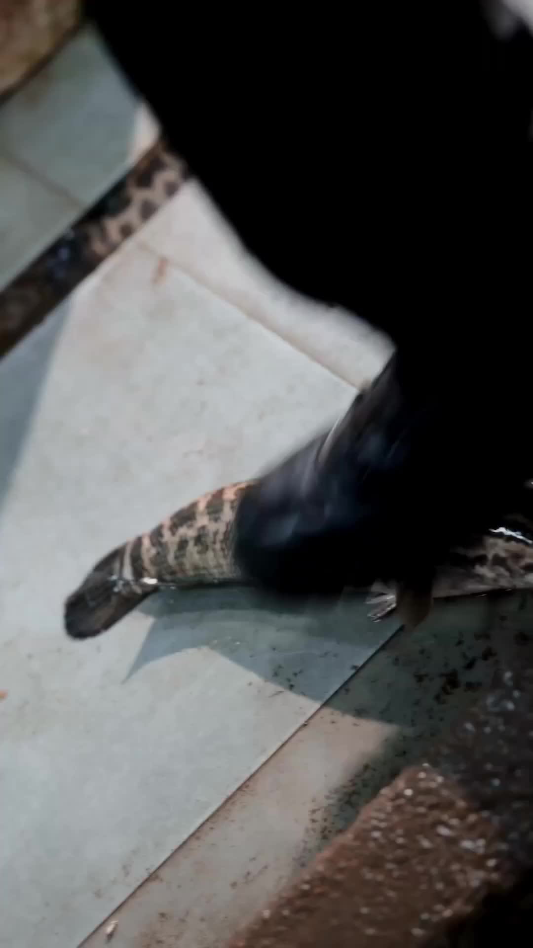 A Rainha Escura Só Se Entrega a Você 2Episódio