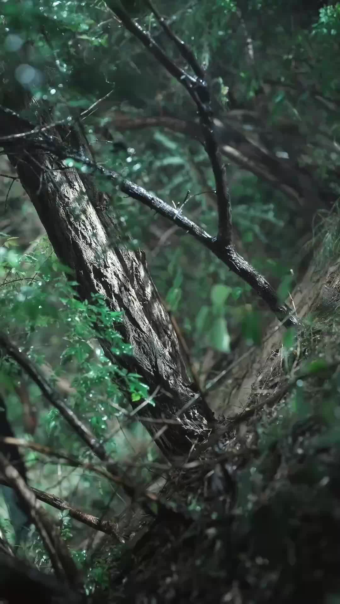 Ep 31