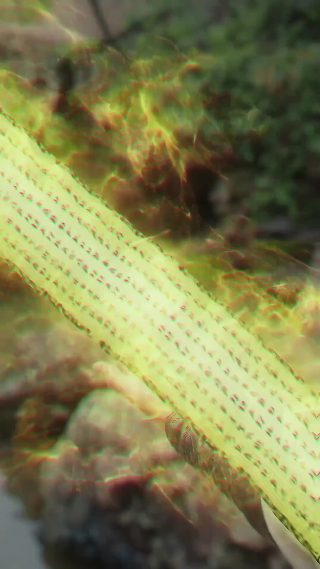 Flamme Immortelle : Ascension vers la Grandeur Épisode4