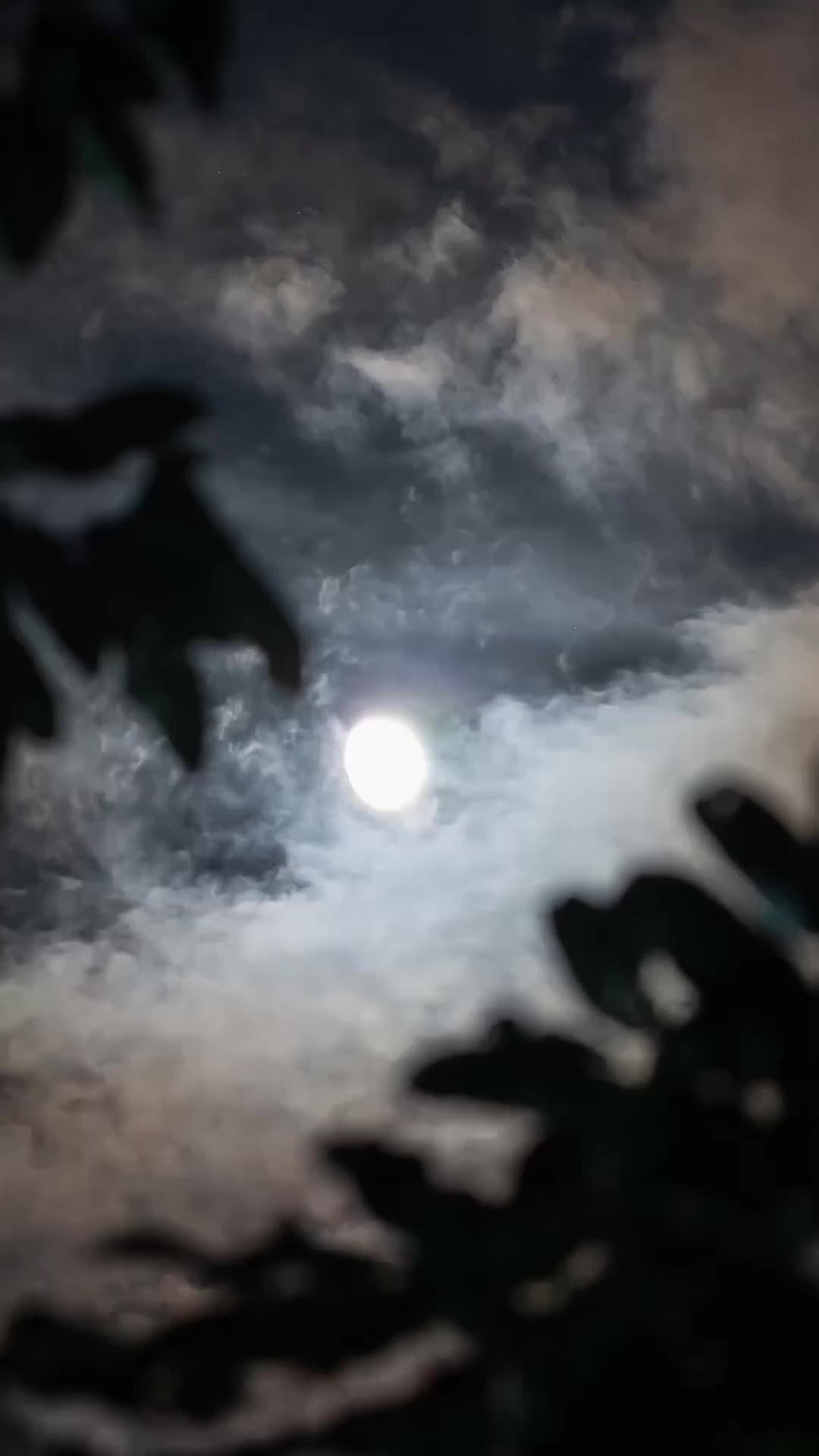 誰說烏鴉嘴不吉利？這分明是祥瑞 第2集