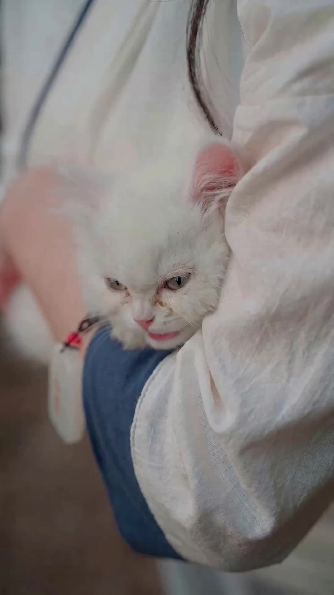 Beneath the White Fur, the Divine Beast Awakens Episode 3