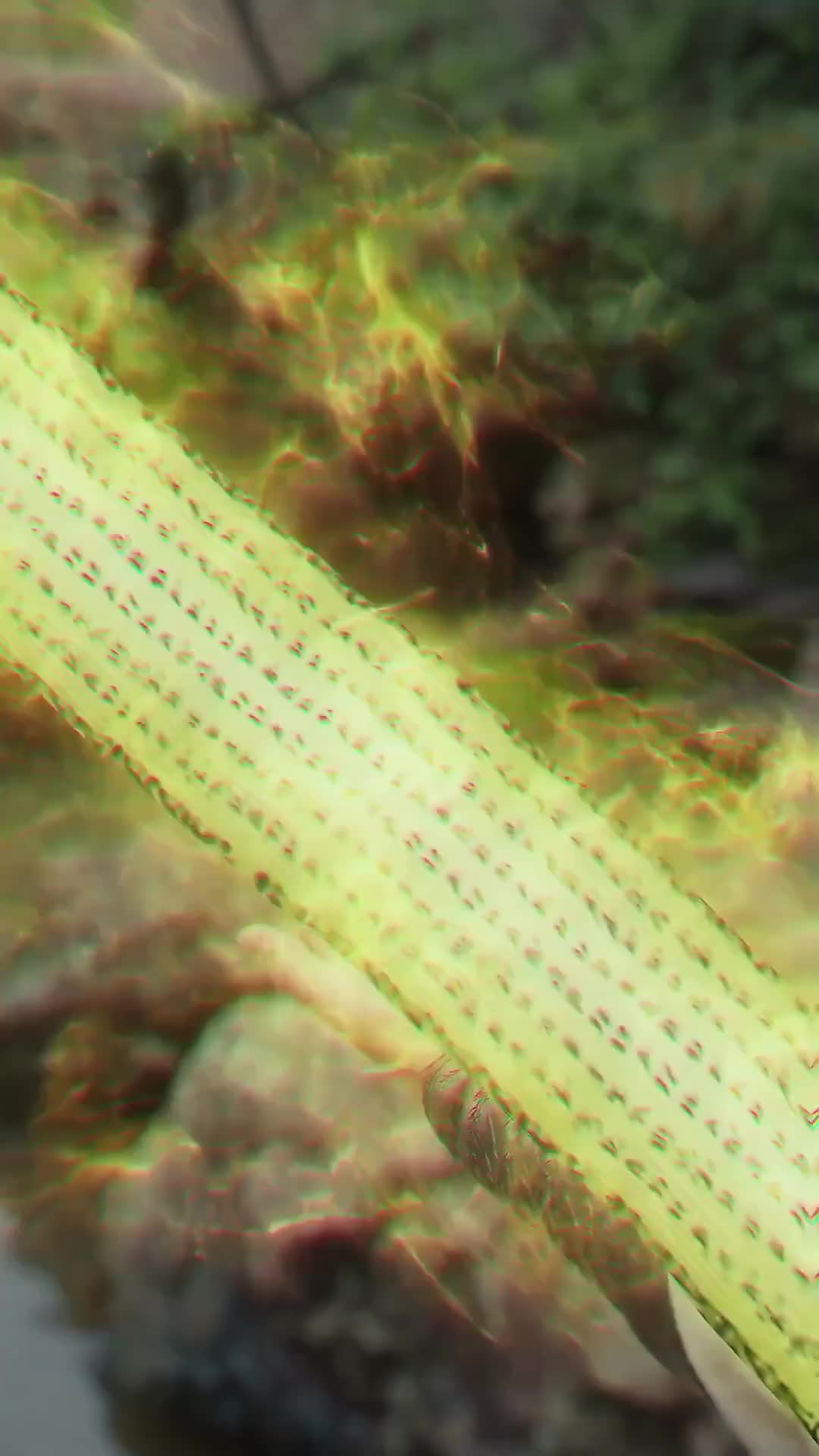 Dewa Kaisar yang Luar Biasa Episode 4