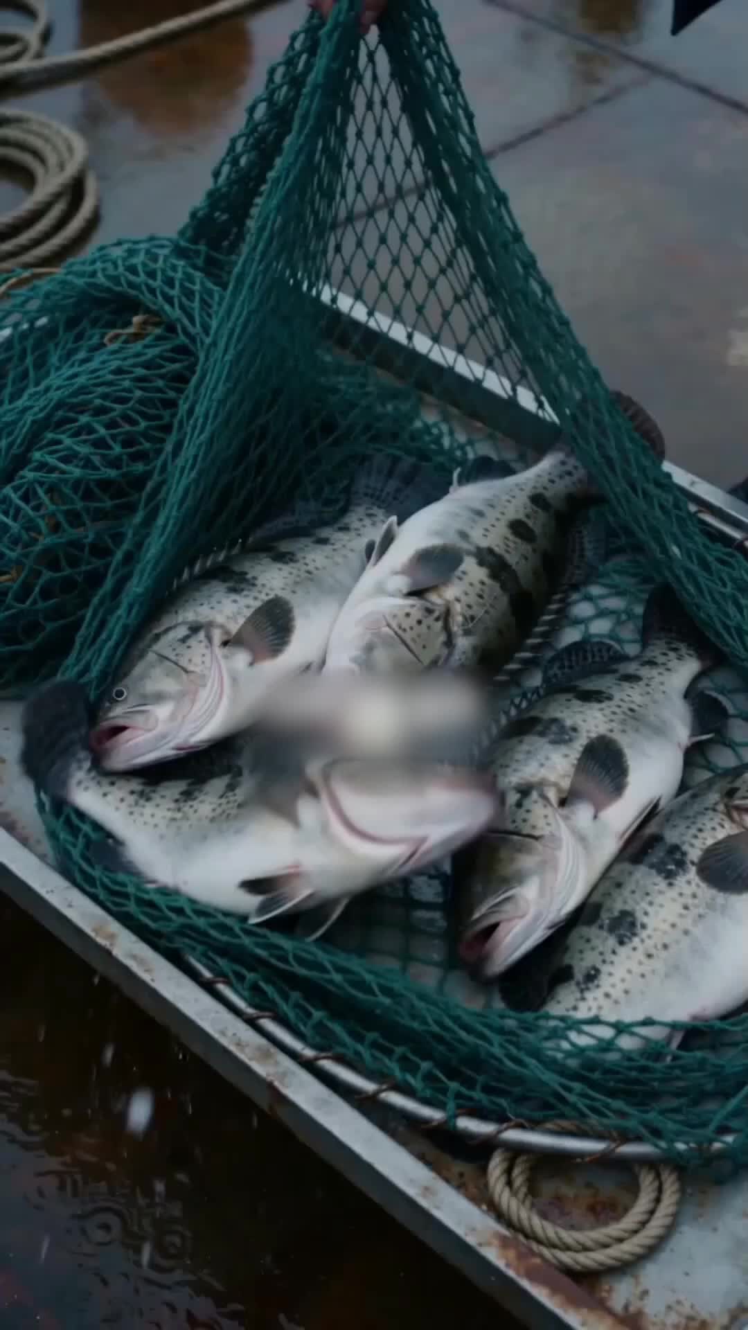 漁王狂飆：風浪越大魚越貴 第1集