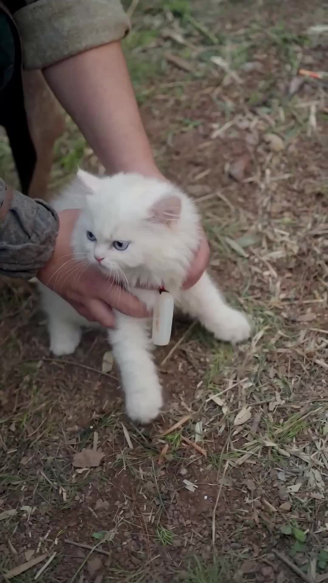 Beneath the White Fur, the Divine Beast Awakens Episode 4