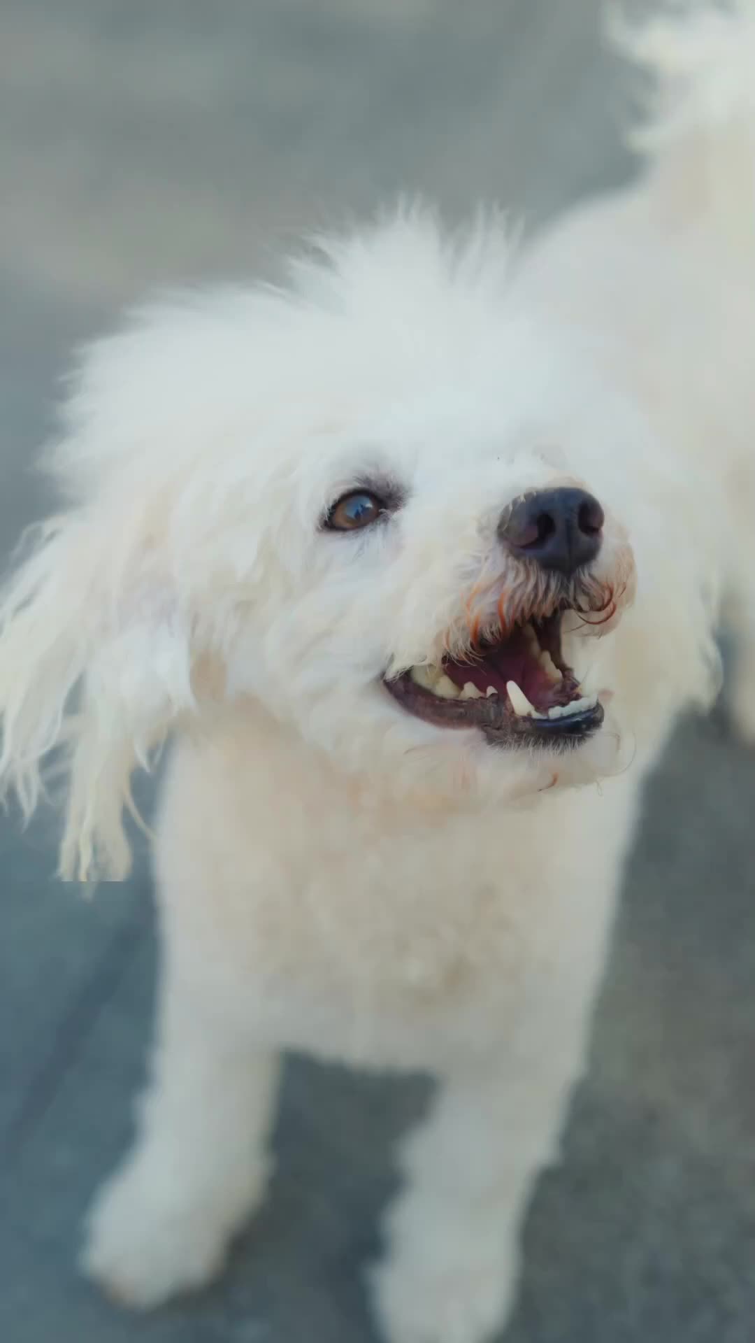 Sumpah yang Terkhianati - Episode 10 - Episode 10