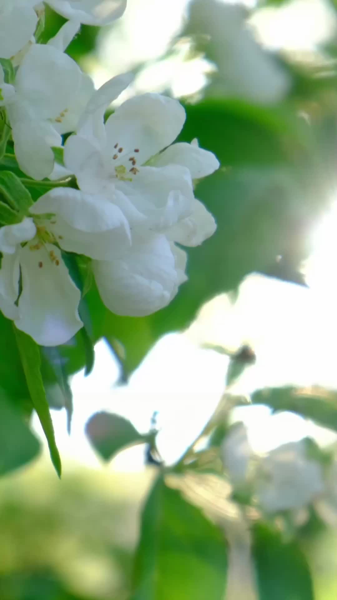 Hexenmagie: Kuss der wahren Liebe 6Folgen