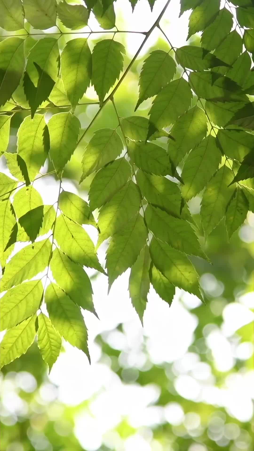 Istri yang Dimanjakan - Episode 56 - Episode 56